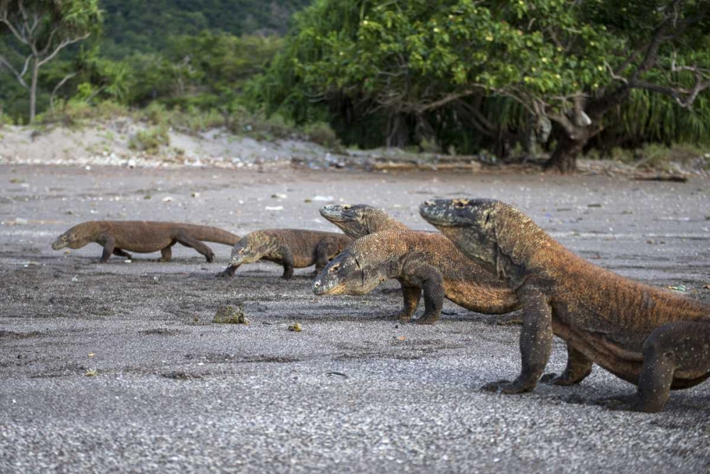 Indonesia, Rinca Island, Komodo NP Komodo dragon